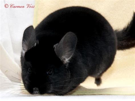 chinchilla buy swap and sell